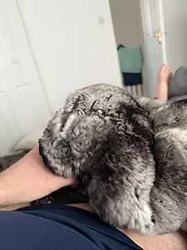 Furdale online show from April 2026 12:03:01 PM