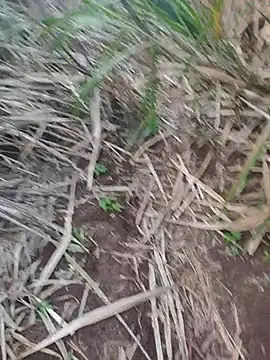 india cobra online show from October 2025 12:34:02 PM