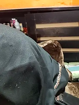 Diya 143 online show from January 2026 06:35:01 PM