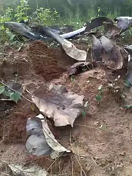 Gopal1243 online show from February 2025 12:04:02 PM