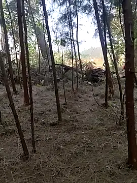 Gopal1243 online show from February 2025 02:15:02 AM