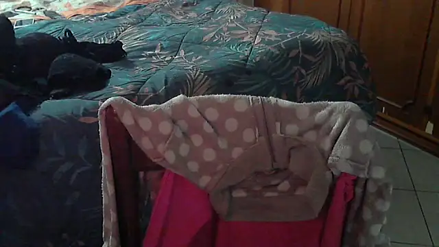 stellin online show from February 2026 04:57:01 PM