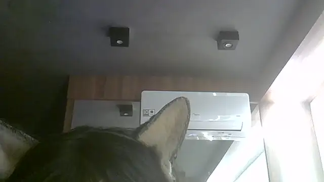 Skinny-Kitten online show from July 2026 05:37:02 PM