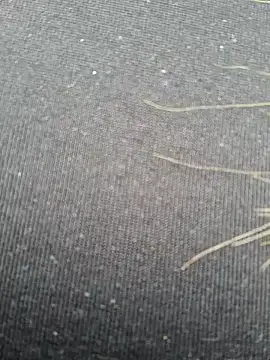 Snapshot of Evehampy chatting on December 2024 06:08:01 PM Evehampy online show from December 2024 06:08:01 PM